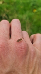 Pantilius tunicatus