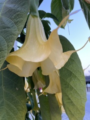 Brugmansia
