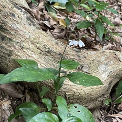 Codonacanthus pauciflorus