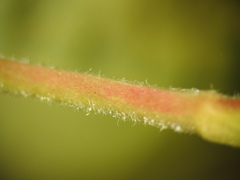 Alchemilla saxatilis