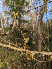 Crataegus chrysocarpa