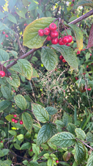 Cotoneaster coriaceus
