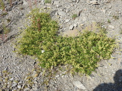 Alchemilla saxatilis