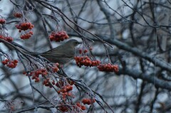 Turdus atrogularis
