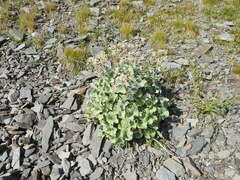 Adenostyles leucophylla