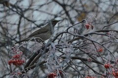 Turdus atrogularis