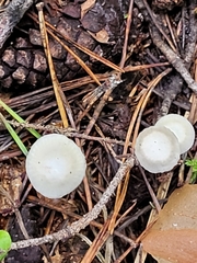 Hemimycena lactea
