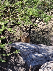 Procavia capensis capensis