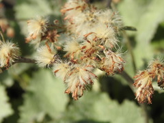 Adenostyles leucophylla