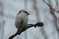 Cyanistes cyanus