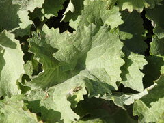 Adenostyles leucophylla