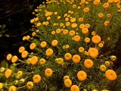 Chrysocoma coma-aurea