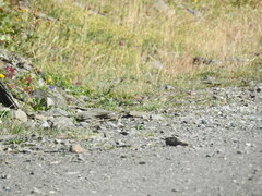 Carduelis citrinella