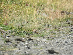 Carduelis citrinella