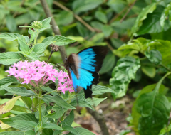 Papilio ulysses