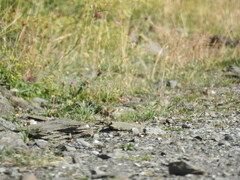 Carduelis citrinella