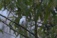 Cyanistes cyanus
