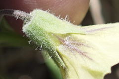 Physalis mollis mollis