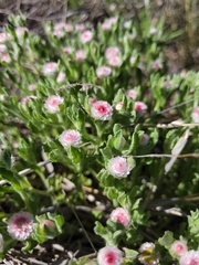 Helichrysum argyrosphaerum