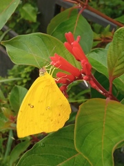 Phoebis philea philea