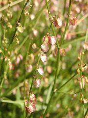 Rumex scutatus