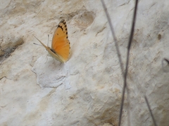 Colotis fausta