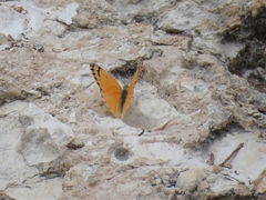 Colotis fausta