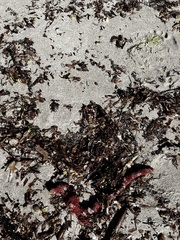 Amphimedon compressa