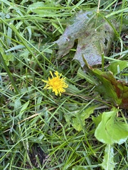 Taraxacum