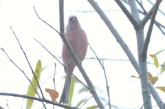 Carpodacus sibiricus