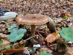 Chlorophyllum olivieri