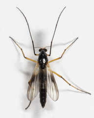 Demeijerea atrimanus