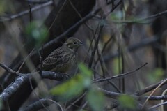 Emberiza citrinella