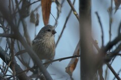 Carpodacus sibiricus