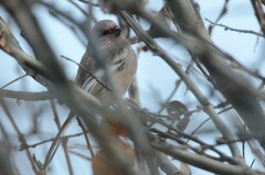 Carpodacus sibiricus