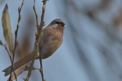 Carpodacus sibiricus