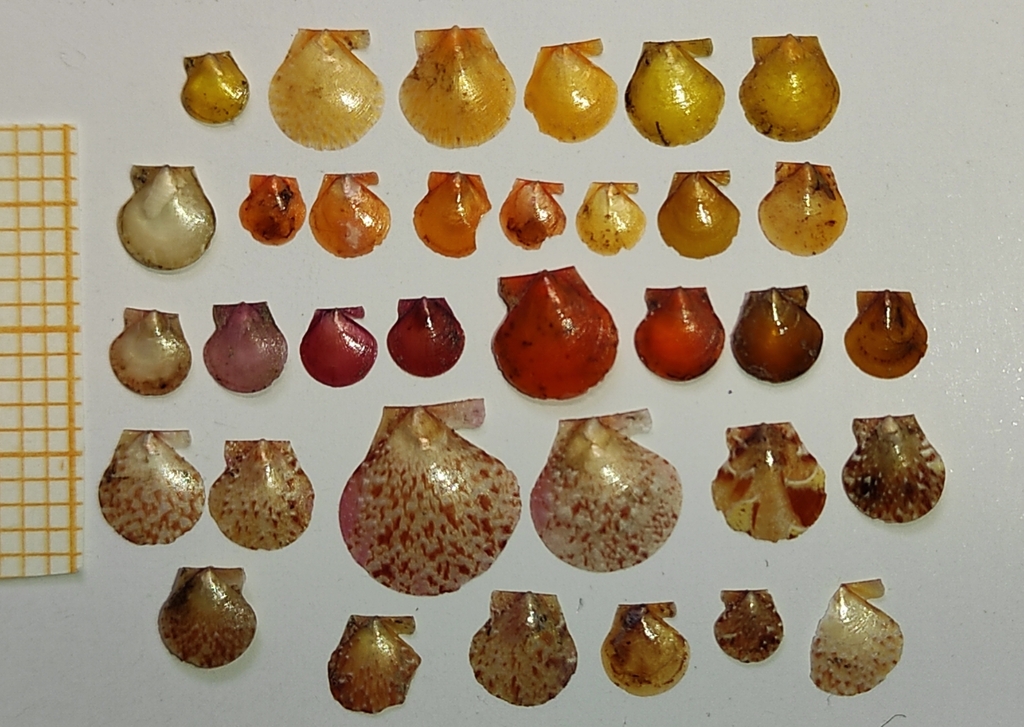 Palliolum