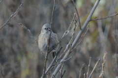 Carpodacus sibiricus