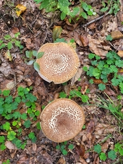 Chlorophyllum olivieri