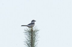 Lanius borealis sibiricus