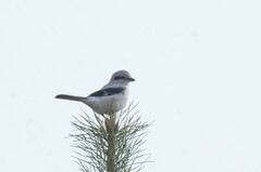 Lanius borealis sibiricus