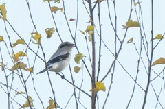 Lanius borealis sibiricus
