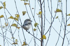 Lanius borealis sibiricus