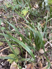 Diarrhena obovata