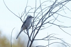 Lanius borealis sibiricus