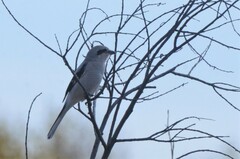 Lanius borealis sibiricus
