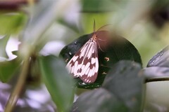 Nyctemera adversata