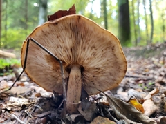 Chlorophyllum olivieri