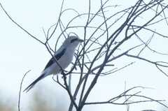 Lanius borealis sibiricus