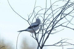 Lanius borealis sibiricus